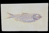 Detailed, Knightia Fossil Fish - Wyoming #79876-1